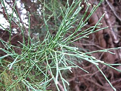 Callitris oblonga