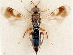 วงศ์ Cleonymidae