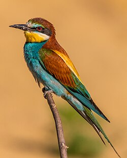 European bee-eater
