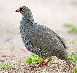 ไก่ฟ้าปากแดง