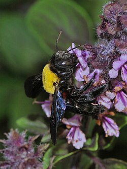 Xylocopa pubescens