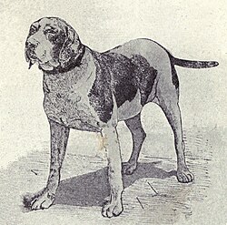 สุนัขพันธุ์ Old Spanish Pointer