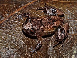 Nyctibaratrachus beddomii