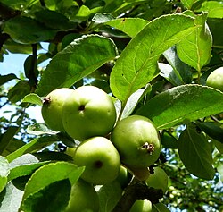 Malus sieboldii