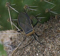 Chelinidea vittiger