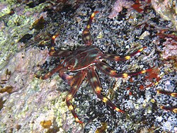 วงศ์ Percnidae