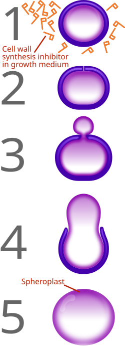 สเฟอโรพลาสต์