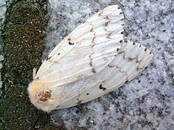 Lymantria dispar dispar