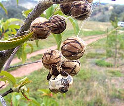 เซเลเนีย