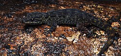 Cnemaspis rubraoculus