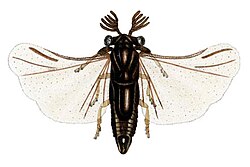 สเตรปซิปเทรา