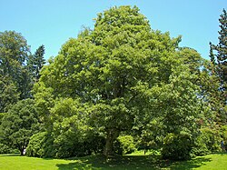 Acer pseudoplatanus
