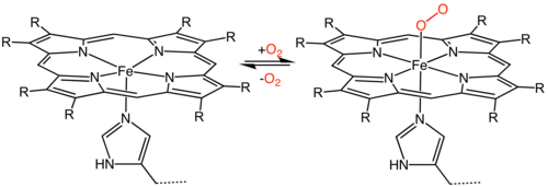 ฮีม