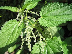 วงศ์ Urticaceae