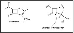แบคทีเรีย Enterobacteriaceae ที่ดื้อต่อยาคาร์บาเพเนม