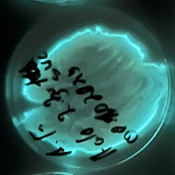 Aliivibrio fischeri