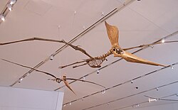 Pteranodon sternbergi