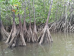 Tetrameristaceae