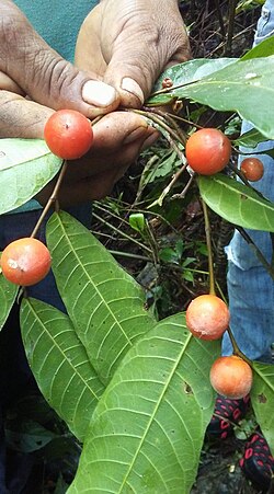 ซูโดลมีเดีย