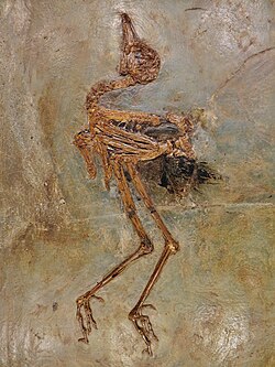 Messelornithidae