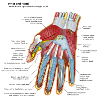 กล้ามเนื้อของมือ