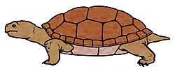 บาชูเชลีส