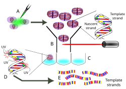 การจัดลำดับสายแม่แบบ DNA ของเซลล์เดี่ยว