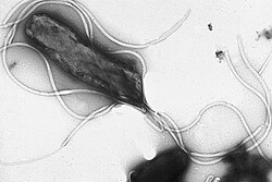 ภาพถ่ายอิเล็กตรอนไมโครสโคปของแบคทีเรีย Helicobacter pylori แสดงให้เห็นแฟลเจลลาจำนวนมากบนพื้นผิวเซลล์