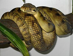 ซิมาเลีย