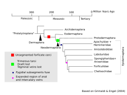 โปรเทลิโทรปเทอรา