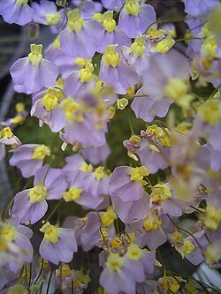 Utricularia sect. Calpidisca