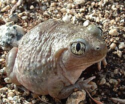 สปี