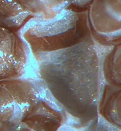 ภาพแสดงแผ่นกระดูกอกของไร Poecilochirus