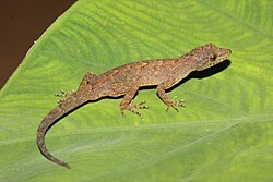 Cnemaspis flaviventralis