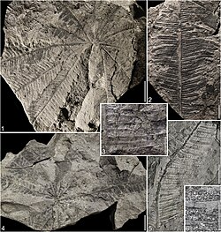 Phlebopteris