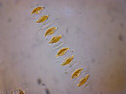 สาหร่าย Chaetocerotophycidae