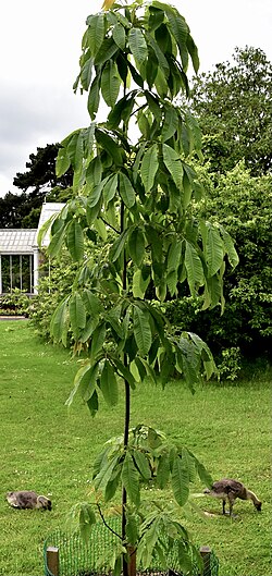 Carya cathayensis