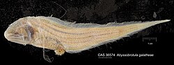 Abyssobrotula galatheae