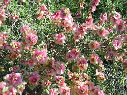 Salsoloideae
