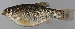 Sheepshead minnow