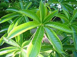 สเตอร์คูเลีย