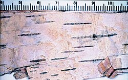 Pleosporomycetidae