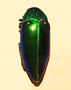 Sternocera aequisignata