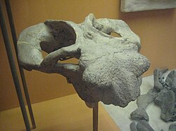 Geikiidae