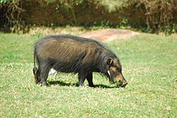 หมูป่ายักษ์
