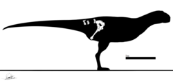 Kurupi itaata