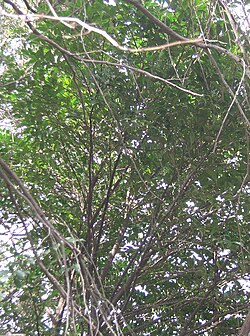 ยูเรีย