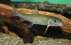 Catostomidae