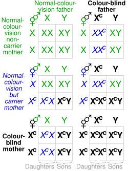 แผนภูมิแสดงความน่าจะเป็นของชุดยีนและผลลัพธ์ของภาวะตาบอดสีแดง-เขียว