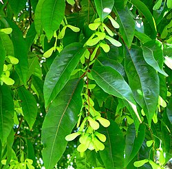 Acer laevigatum